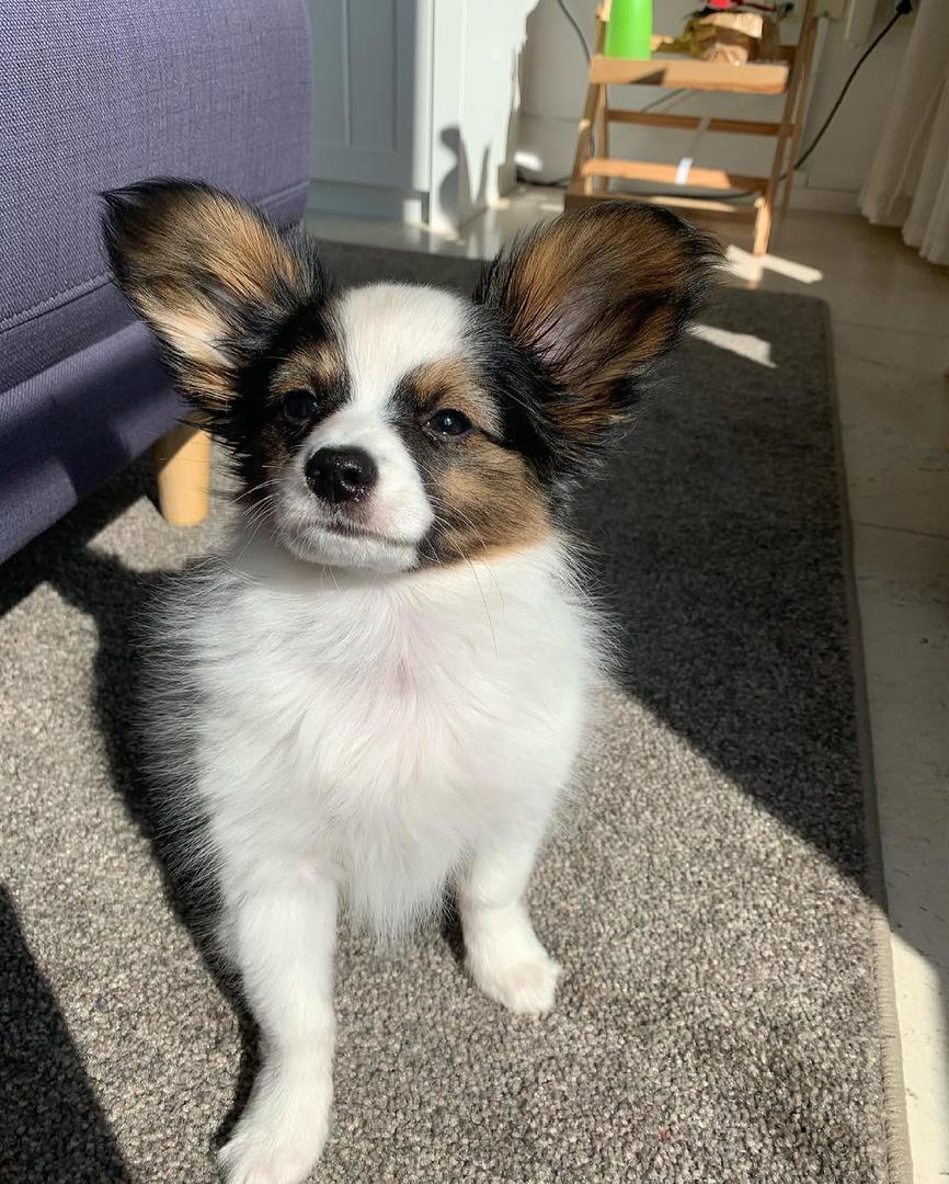 whatsapp image 2026 03 17 at 05.36.28