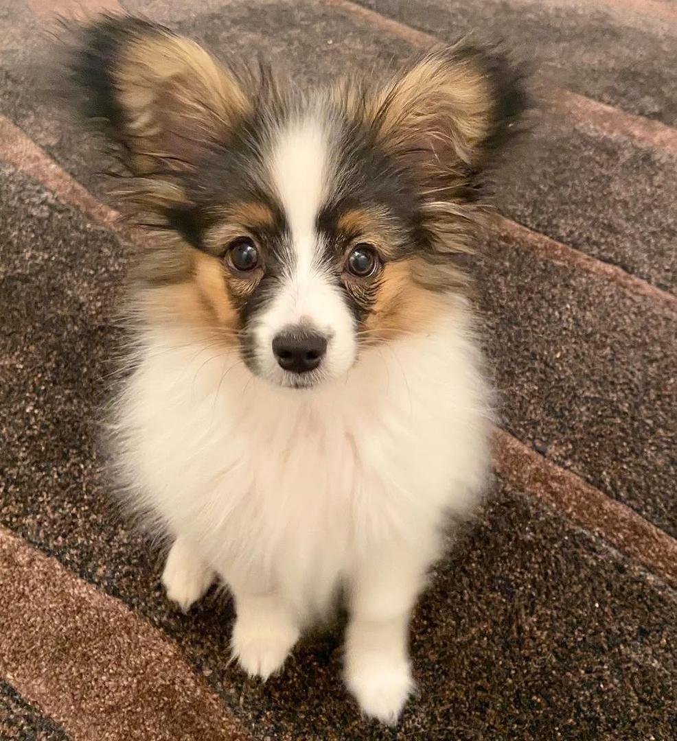 whatsapp image 2026 03 17 at 05.38.41