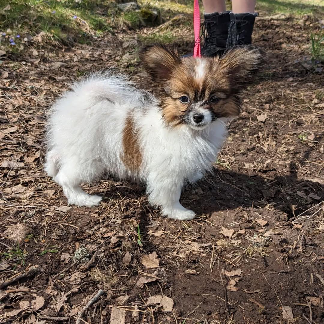 whatsapp image 2026 03 17 at 05.40.45