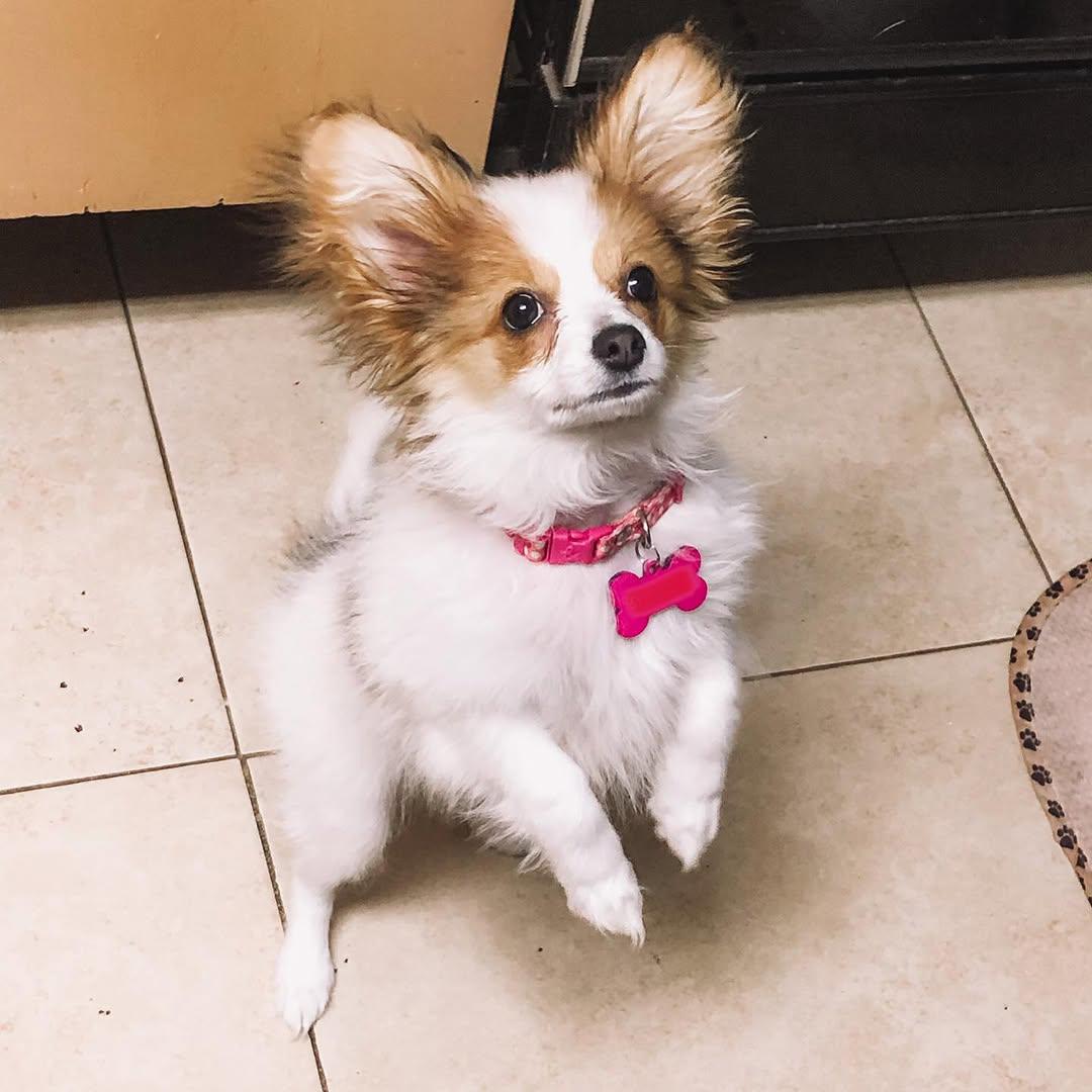 whatsapp image 2026 03 17 at 05.44.37