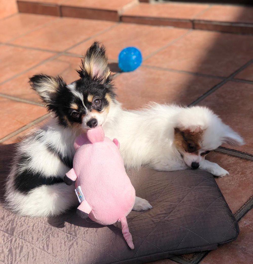 whatsapp image 2026 03 17 at 05.47.03