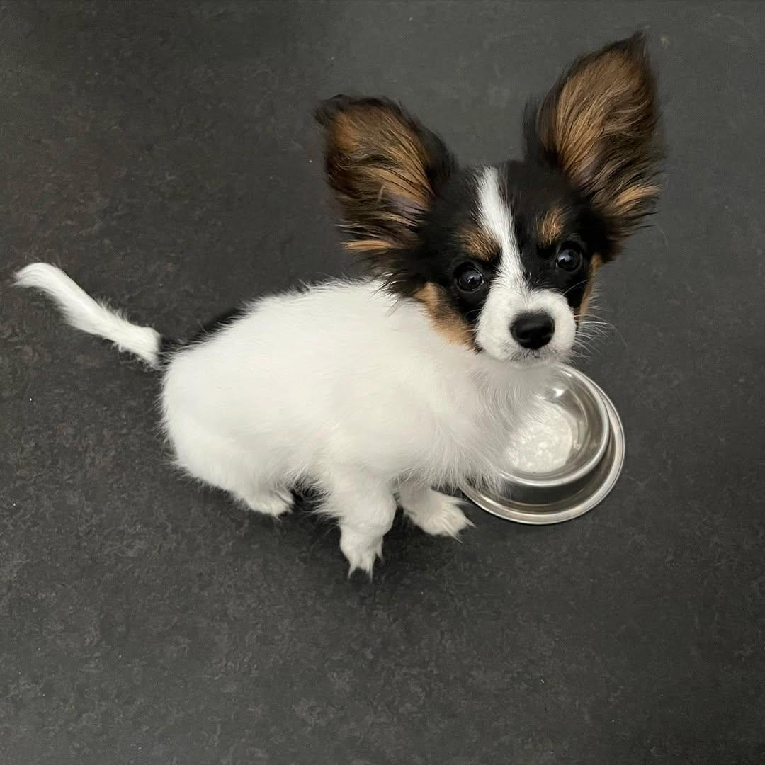 whatsapp image 2026 03 17 at 05.54.20