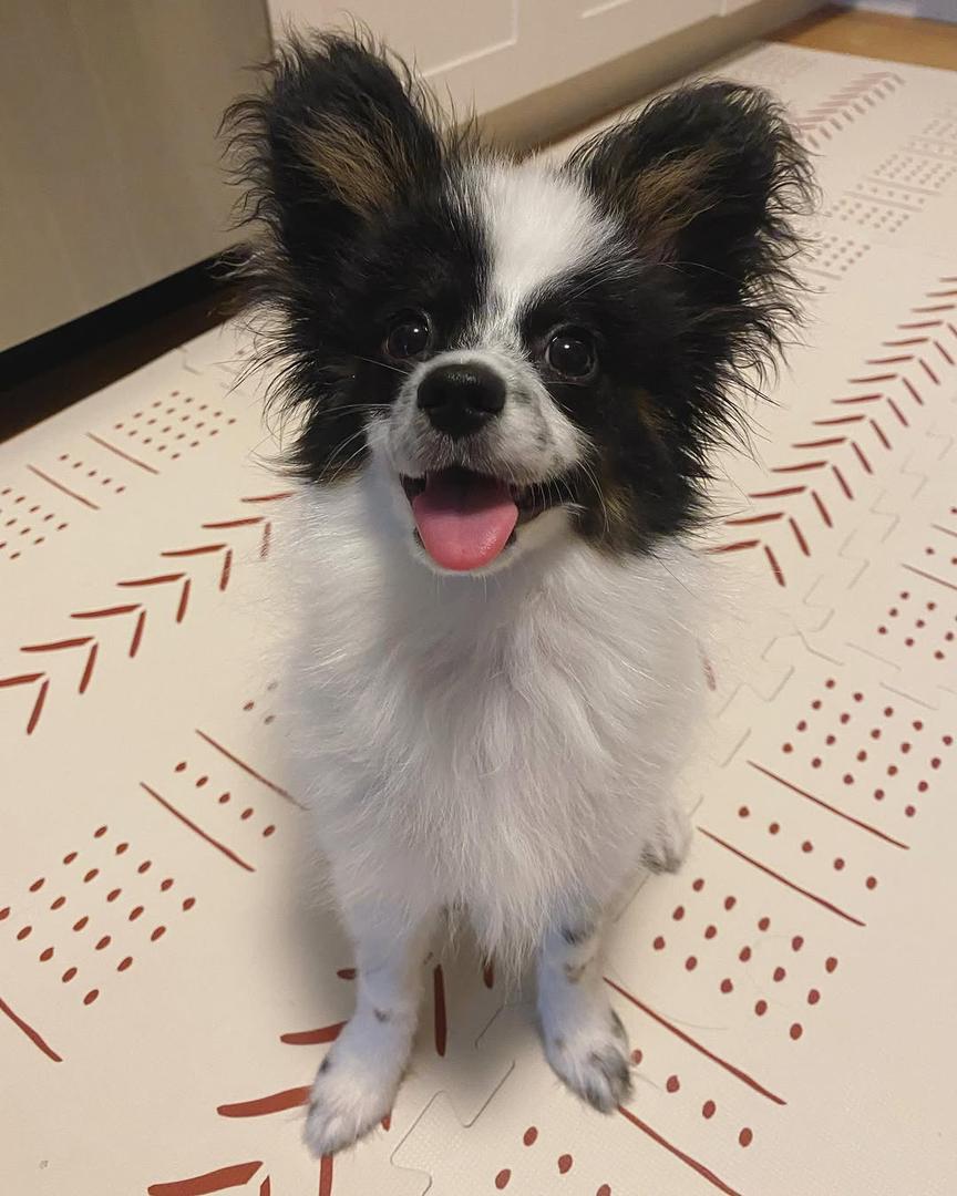 whatsapp image 2026 03 17 at 05.55.47