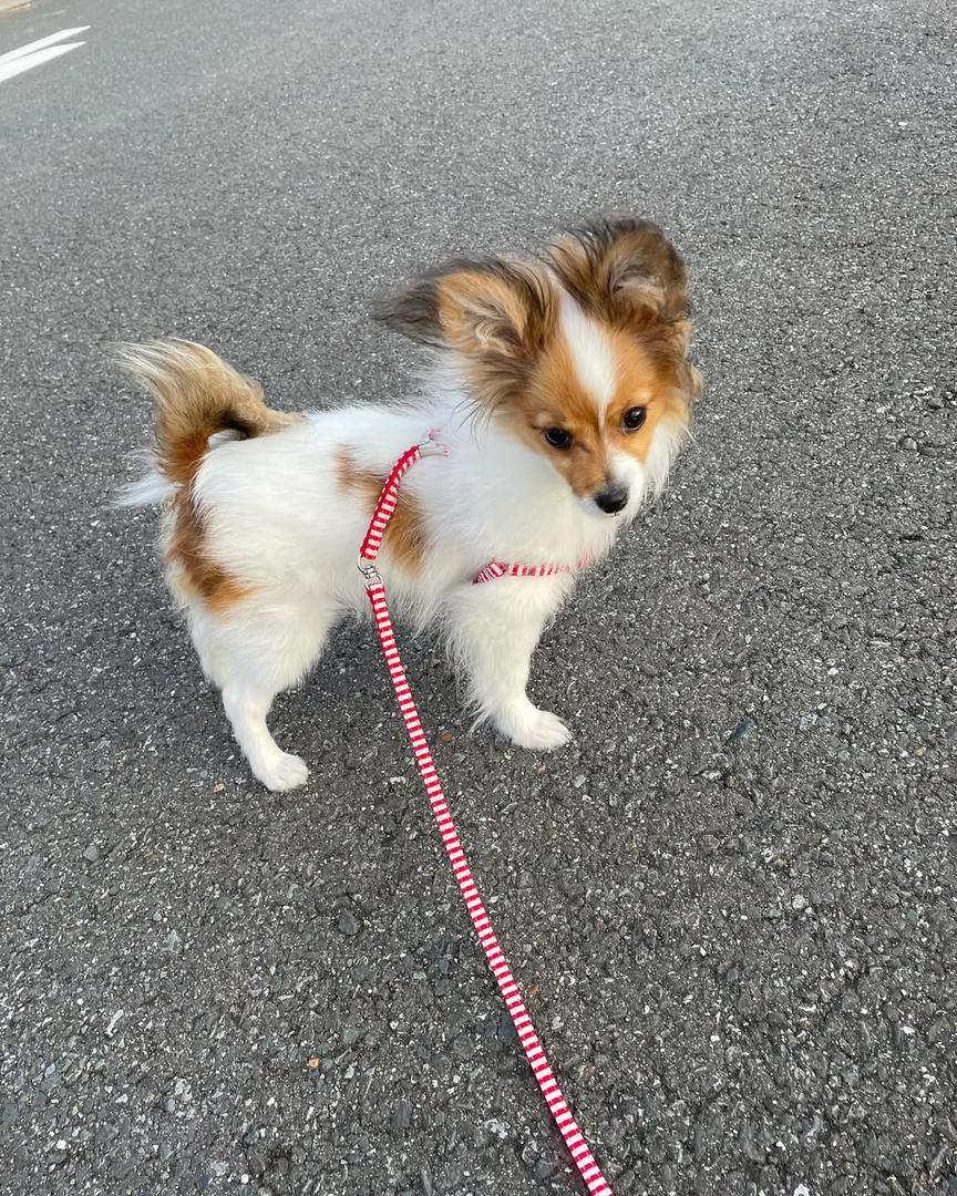 whatsapp image 2026 03 17 at 05.57.35