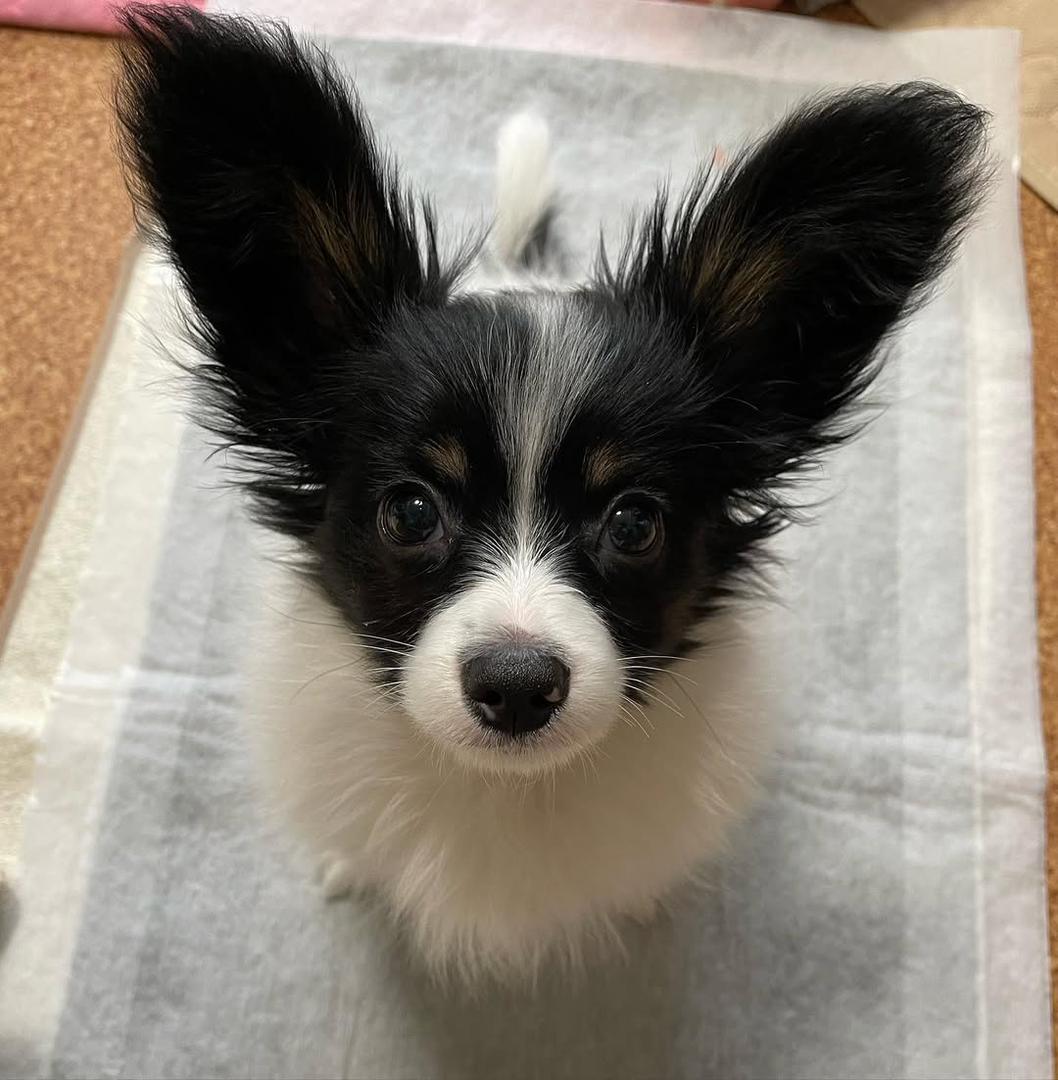 whatsapp image 2026 03 17 at 06.00.18