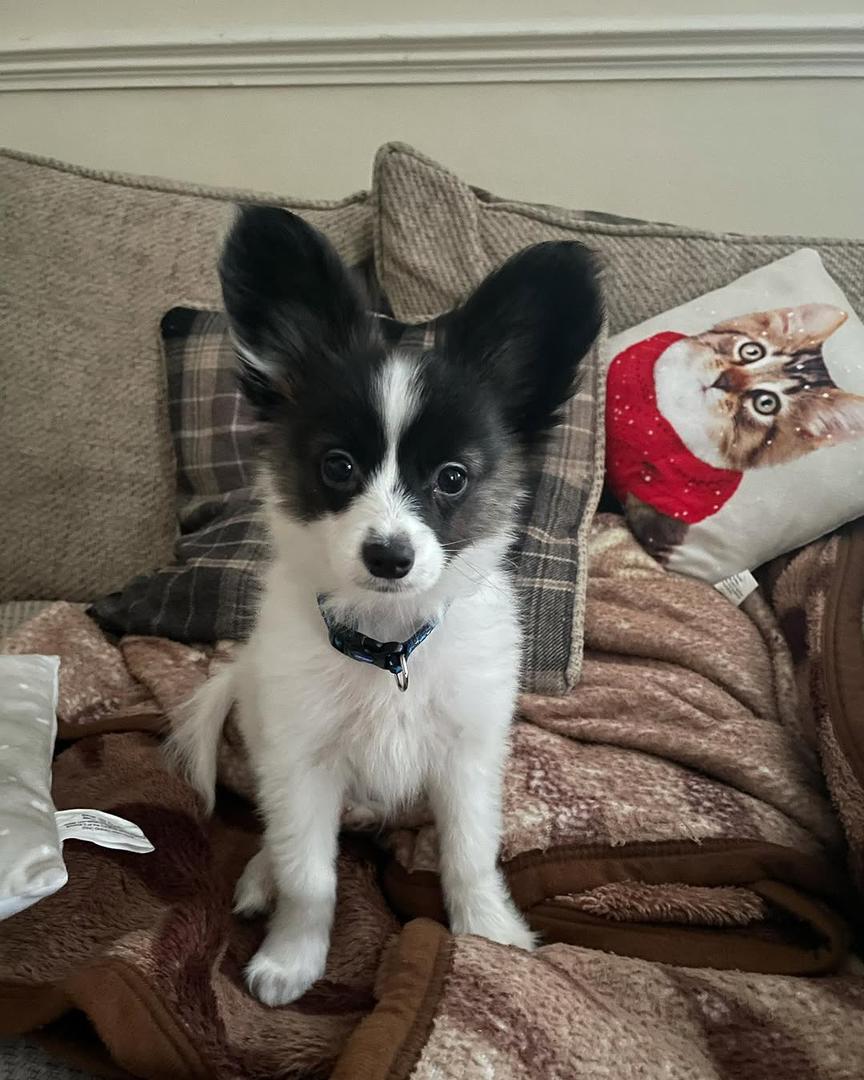 whatsapp image 2026 03 17 at 06.00.30