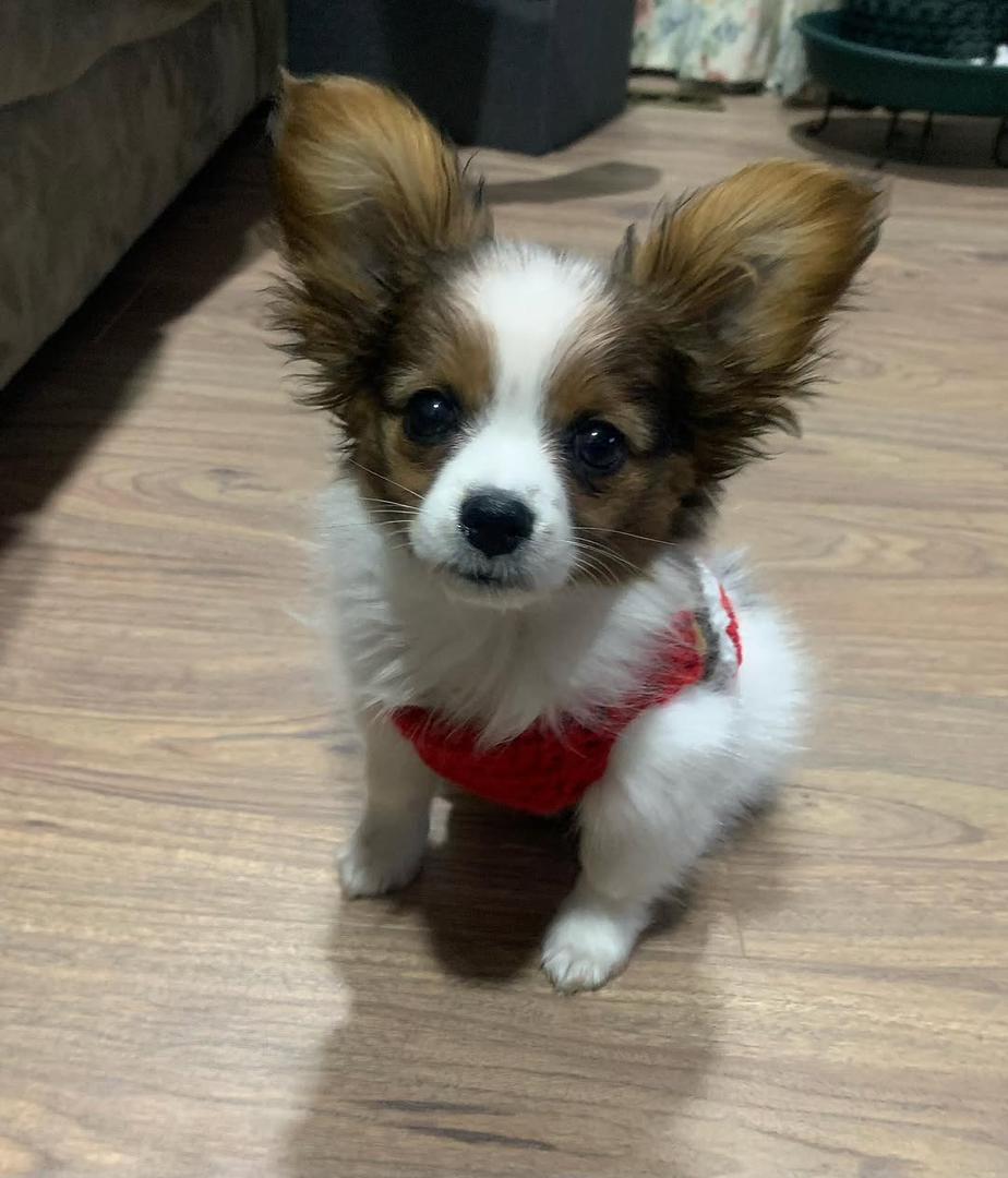 whatsapp image 2026 03 17 at 06.02.25