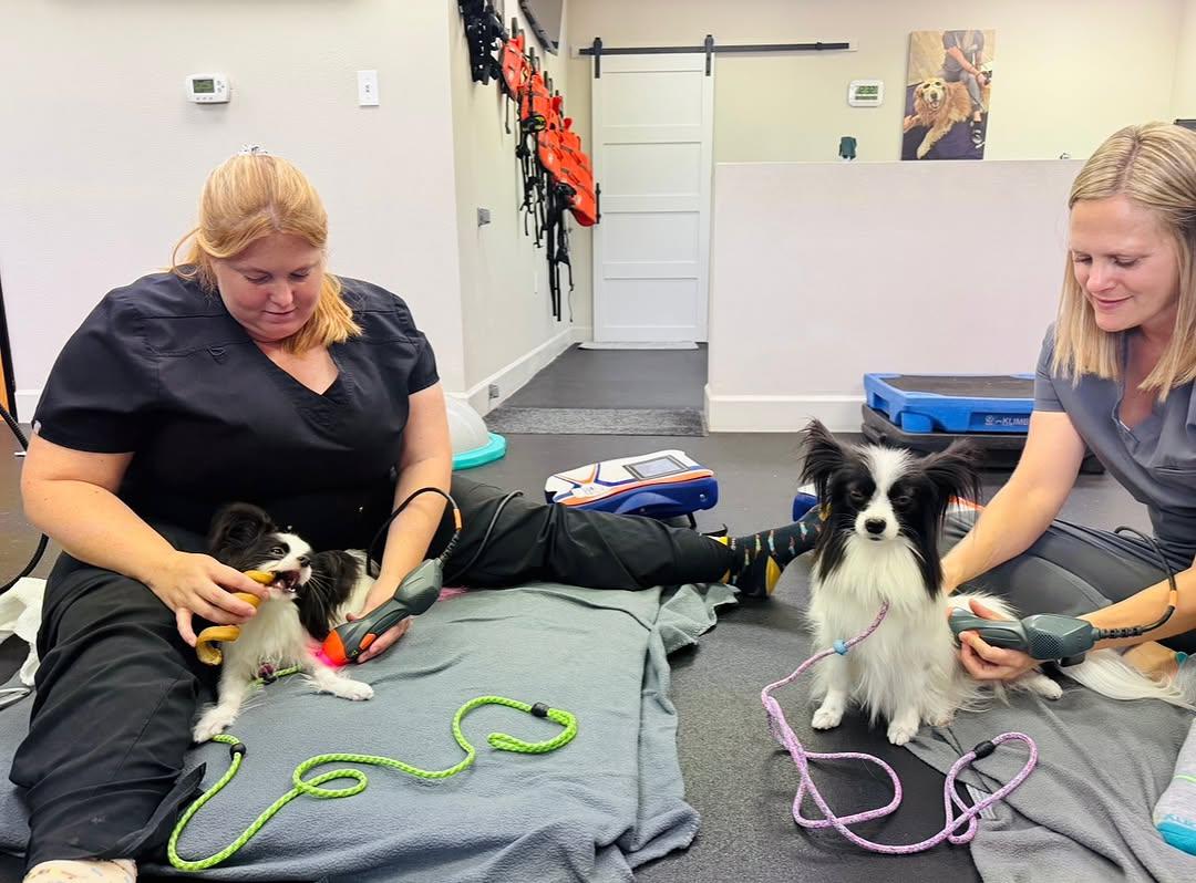 whatsapp image 2026 03 17 at 06.04.44