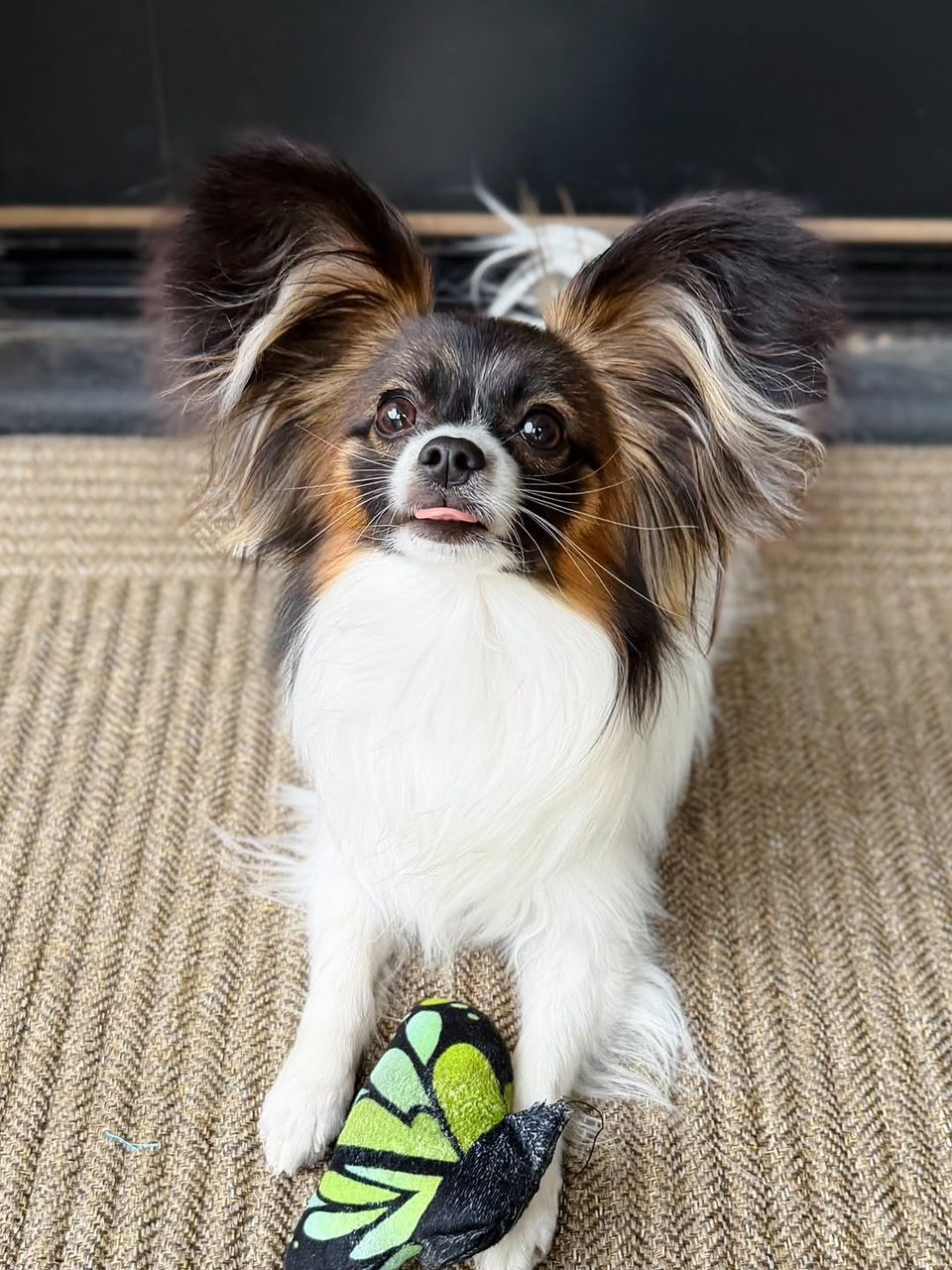 whatsapp image 2026 03 21 at 05.07.53