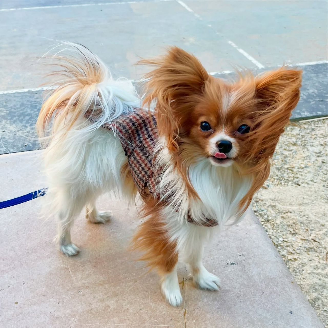 whatsapp image 2026 03 21 at 05.08.56